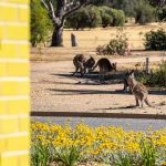 External-Roos