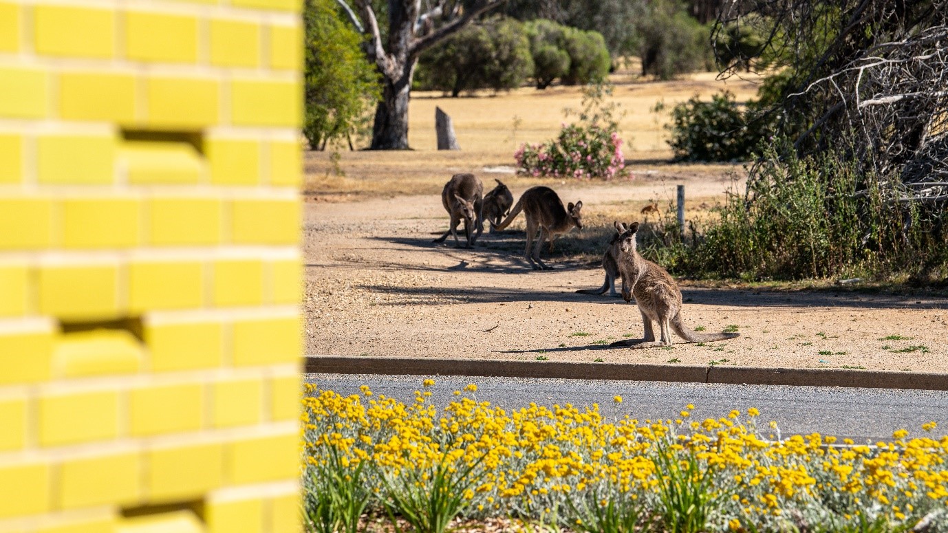 External-Roos